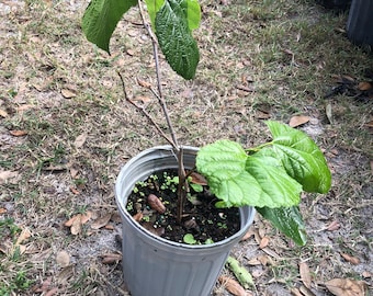 Black mulberry in 1 gallon pot