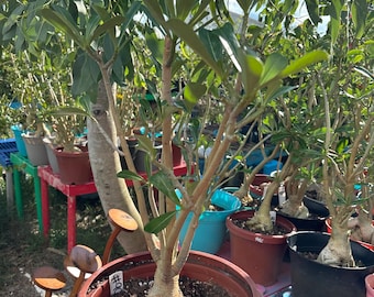 May include: A desert rose plant with a thick, bulbous caudex base and multiple slender, light brown stems extending upward. The plant features green, elongated leaves and is potted in a round, dark reddish-brown plastic container with a white tag labeled #90.