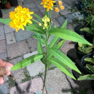 Yellow Milkweed to attract monarch butterflies