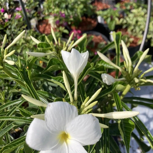 Plants of Lahore - Pakistan: Plumeria pudica- Bridal Bouquet