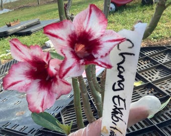 Adenium Obesum Desert Rose CHANG EXHIBITION - Etsy