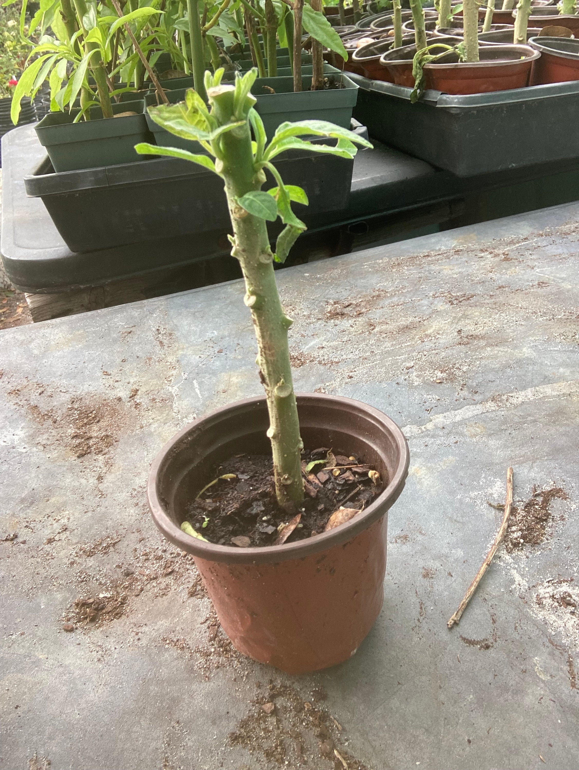 Pink angel trumpet 8” tall