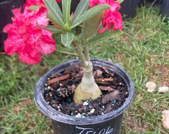 Adenium Obesum Desert Rose Grafted Plant triple fantasy