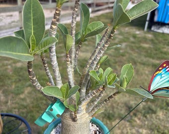 Adenium Arabicum bareroot