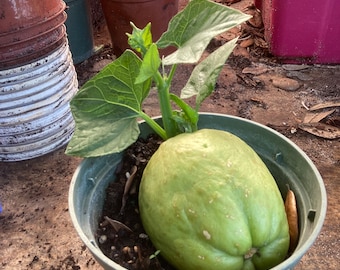 Chayote squash seeds ready to plant