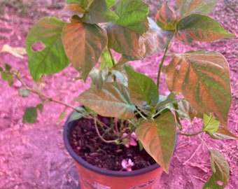 Grove pepper 6” tall in 5” pot