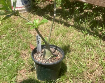 Desert Rose 本体 50 SEEDS ADENIUM OBESUM DESERT ROSE TRIPLE KA60 FRESH NEW