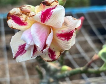 May include: A desert rose flower with multiple layers of ruffled petals in shades of cream and white, featuring vibrant magenta streaks and brown-tipped edges, growing from a thick, succulent stem with green leaves.
