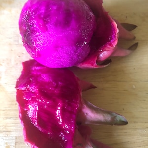 Pink dragon fruit live plant 8” tall