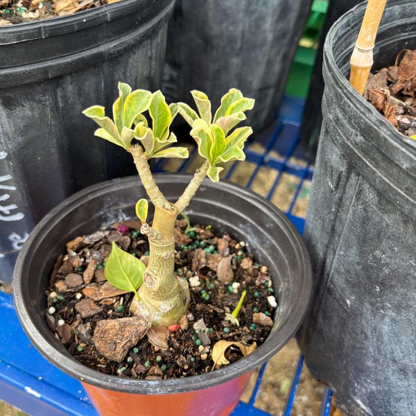 Adenium obesum bareroot variegated