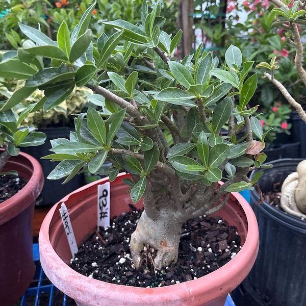 Adenium Arabicum desert rose  with out pot  bareroot #93
