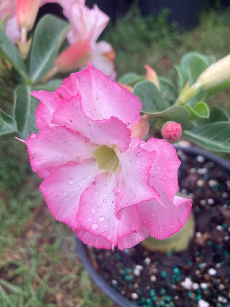 Desert Rose Adenium Obesum Grafted Double Flower Pink