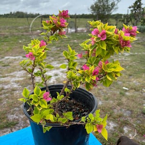 May include: A potted bougainvillea plant with vibrant pink flowers and variegated green and yellow leaves. The plant is in a black plastic pot, set against a backdrop of a cloudy sky and green field.