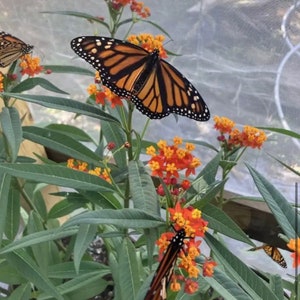 May include: Monarch butterflies with orange and black wings rest on orange flowers. The butterflies are surrounded by green leaves and stems. The background is a soft, out-of-focus mesh.