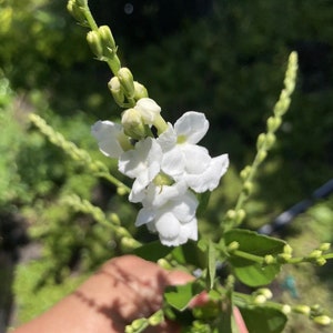 White Duranta Live Plant Sky Flower Pigeon Berry Golden Dew Drop 6” tall in 3” pot