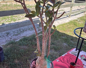 May include: An Adenium arabicum plant with a thick, bulbous caudex and multiple slender, branching stems featuring dark green leaves. The plant is potted in a vertically ribbed, tan-colored ceramic container with a green tag labeled Arabicum $55.