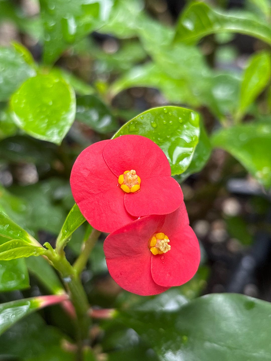 Crown of Thorn Thornless Starter Plant in 3” Pot - Etsy