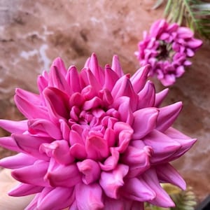 3D Dahlia Silicone mold Resin silicone mold soap silicone mold cement mold Dahlia soap