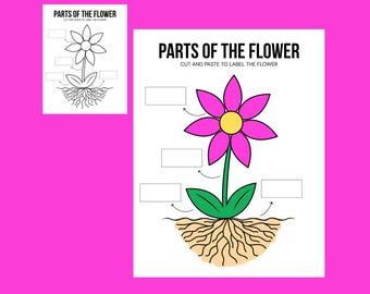 Parts Of A Plant Activity | Educational Science Fun For Kids | Interactive Learning Resources | Learning Tools For Kids