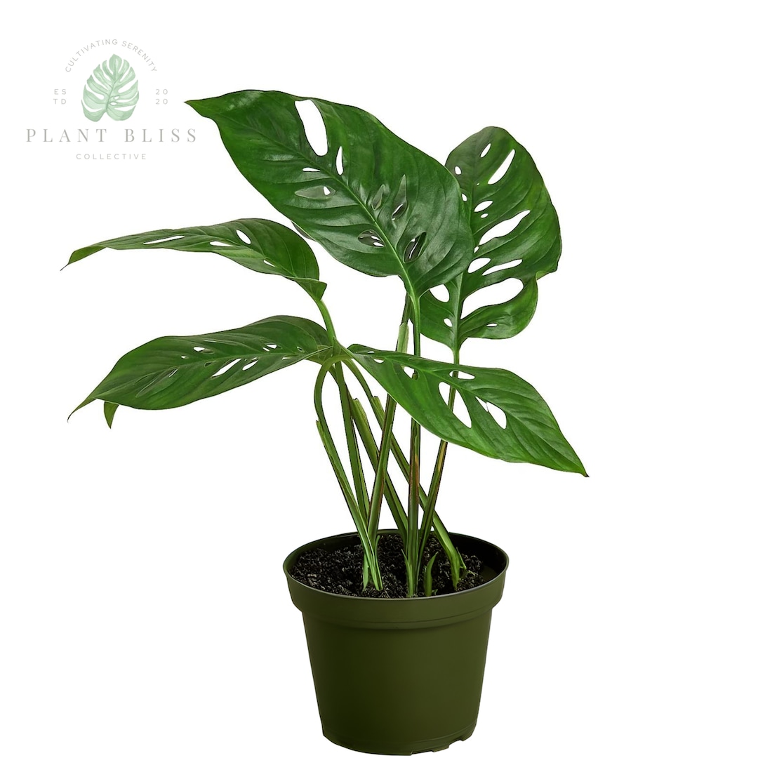 Monstera Adansonii 'swiss Cheese Vine' Etsy