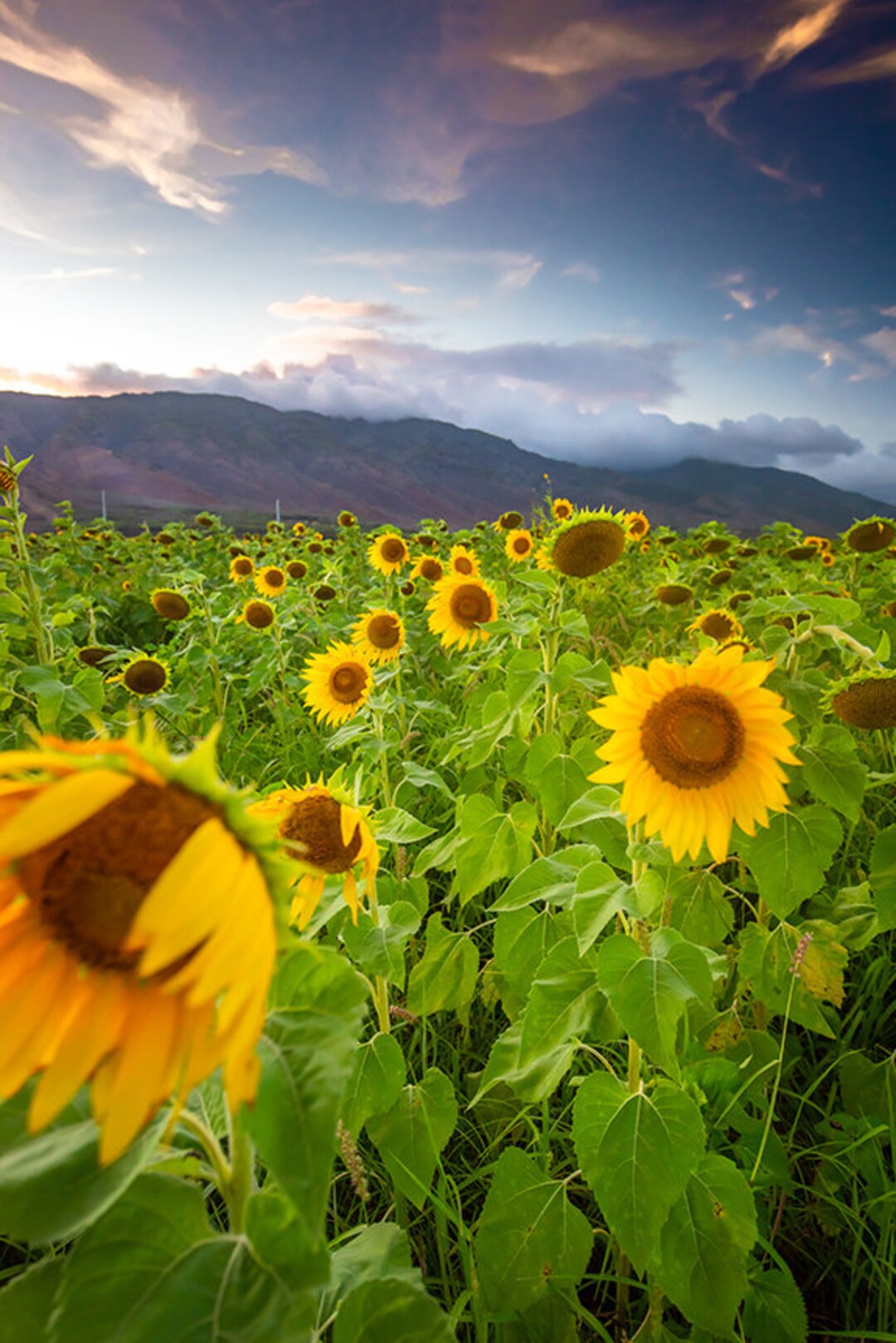 Sunflowers at Sunset in Maui Hawaii Photography Etsy