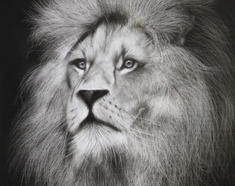 Animal Portrait Custom Charcoal | Pet Loss Gift | lion portrait charcoal | custom pet memorial | drawing from photo