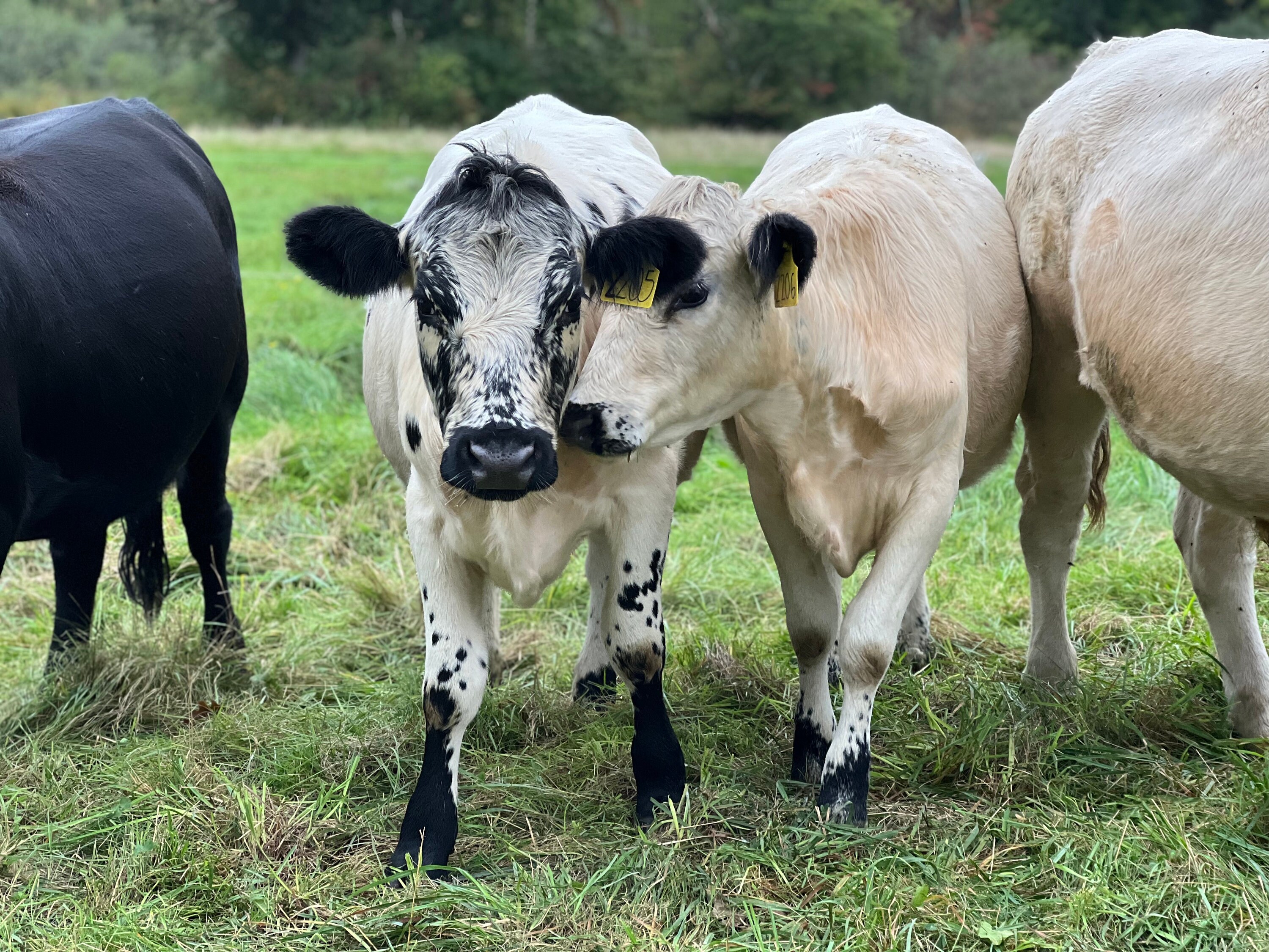Appleton Cattle Cows at Appleton Farms, Ipswich, MA - Etsy