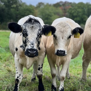 Cows at Appleton farms, Ipswich, MA