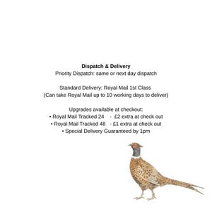 a pheasant, which is a bird with a long tail and a distinctive appearance.
