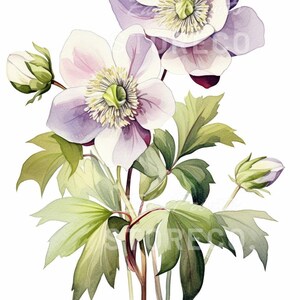 May include: A watercolour painting of a bouquet of white and purple flowers with green leaves. The flowers have a delicate, feminine appearance.