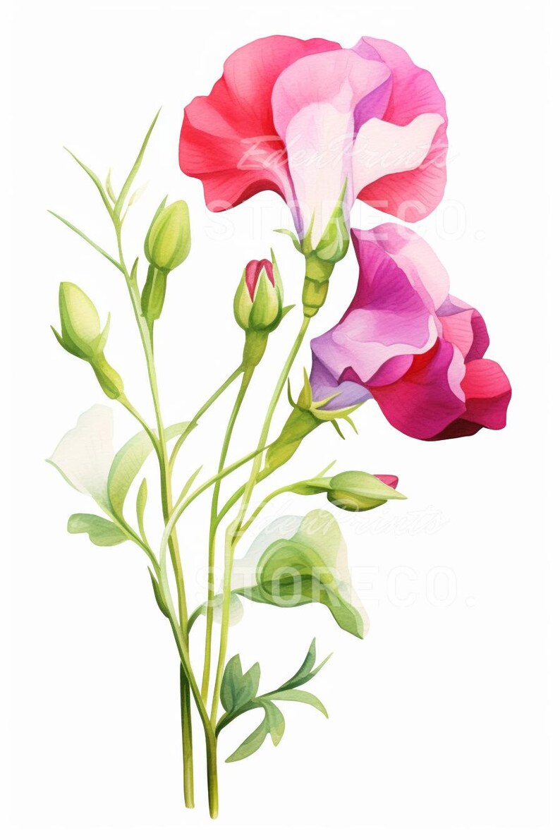 Sweet Pea Floral Illustration Art Prints Botanical Clipart digital Sweet Pea Floral Illustration Art Prints Botanical Clipart digital