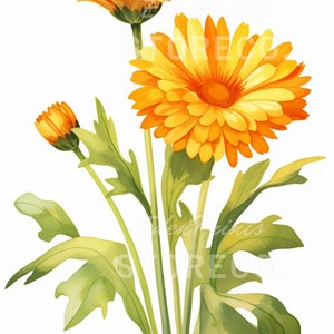 Lot de 4 « fleurs de calendula », botanique, illustration d'art à téléchargement immédiat pour impressions, cartes, collages, travaux manuels, cliparts, art mural