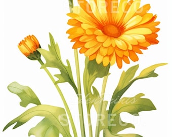 Calendula Flower Illustration Art Prints, Clipart (Digital Download)