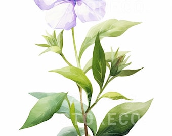 Láminas ilustradas con flores de vinca, imágenes prediseñadas botánicas (descarga digital)