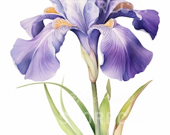 Láminas artísticas de flores de iris, conjunto de ilustraciones botánicas (descarga digital)