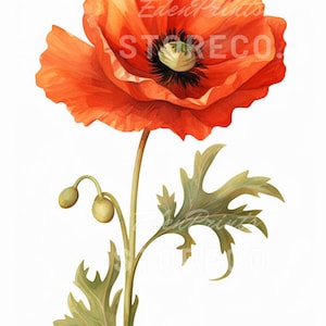 Lot de 4 « fleurs de pavot » floral, botanique, illustration d'art à téléchargement immédiat pour impressions, cartes, collages, travaux manuels, cliparts, art mural