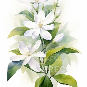Lot de 4 « fleurs de jasmin » floral, botanique, illustration d'art à téléchargement immédiat pour impressions, cartes, collages, travaux manuels, cliparts, art mural