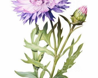 Stokesia Flower Art Print, Botanical Illustration (Digital Download)