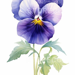 4 Set Stiefmütterchen Blumen, Illustration, Sofort Download Bild für Drucke, Karten, Collagen, Kunsthandwerk, Clipart, Wandkunst
