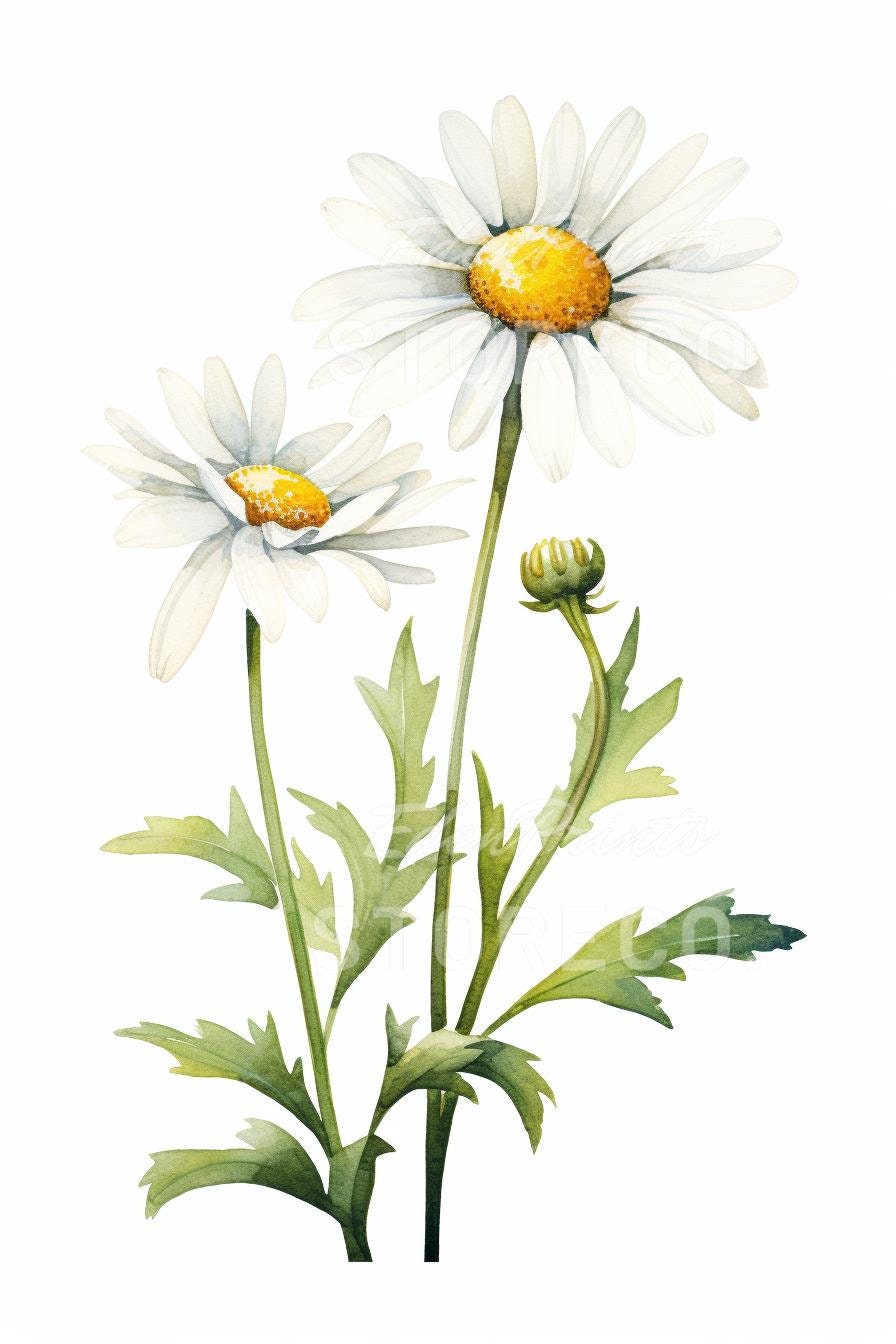 Daisy Flower Illustration Art Prints, Botanical Clipart (digital ...