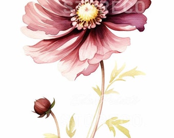 Chocolate Cosmos Flower Art, Botanical Illustration Prints (Digital Download)