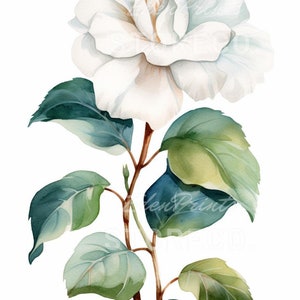 Lot de 4 « fleurs de gardénia », floral, botanique, illustration d'art, image à téléchargement immédiat pour impressions, cartes, collages, travaux manuels, cliparts, art mural