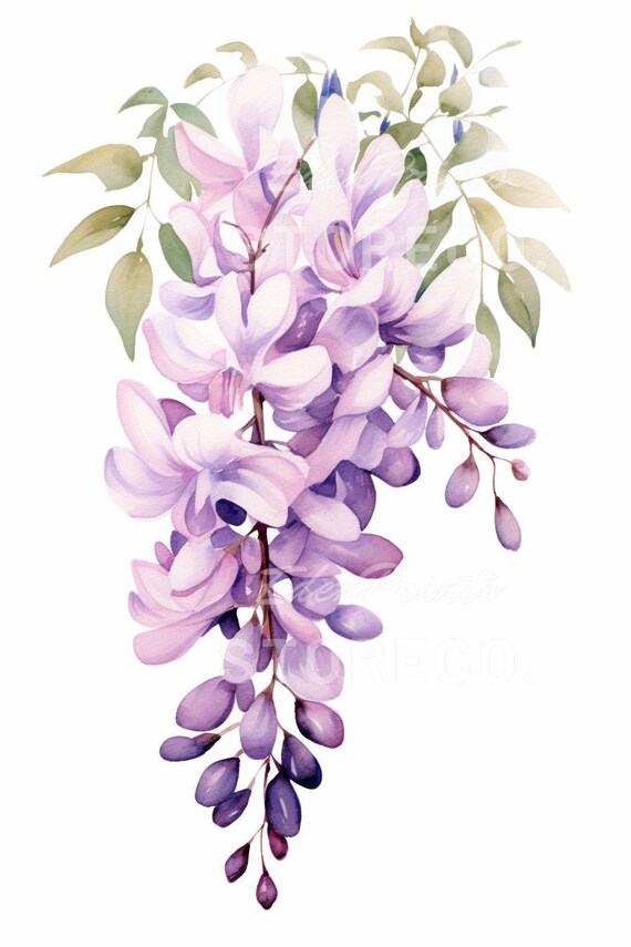 4セット「藤の花」花、植物、イラストアート、プリント、カード
