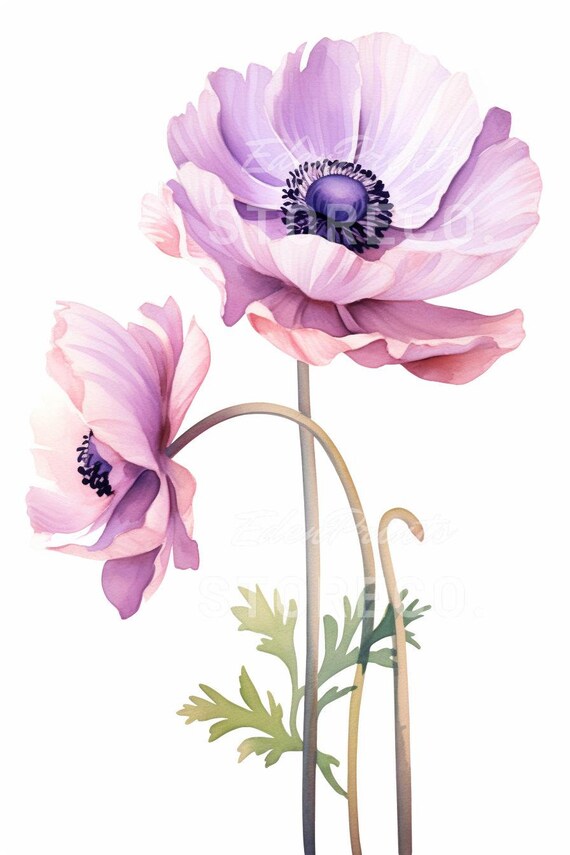 アネモネの花の水彩画イラストアートプリント（デジタルダウンロード
