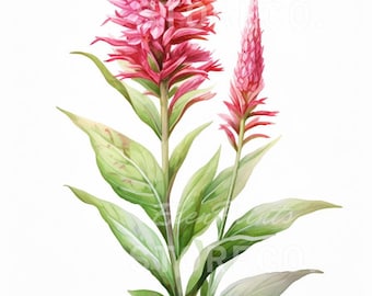 Celosia Botanical Illustration Art Prints, Cards (Pobieranie cyfrowe)