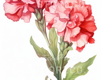 Láminas artísticas con ilustraciones de la flor de cresta de gallo, imágenes prediseñadas botánicas (descarga digital)