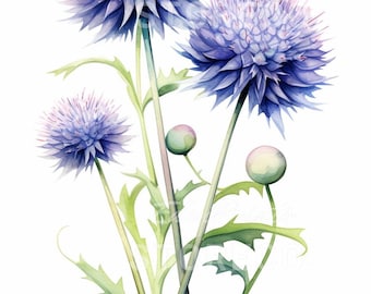 Láminas artísticas con ilustraciones de flores de Echinops, imágenes prediseñadas botánicas (descarga digital)