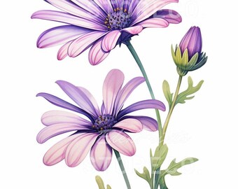Osteospermum Flower Illustration, Botanical Art Print (Digital Download)