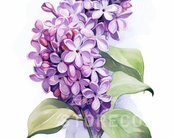Puede incluir: Una pintura de acuarela de un racimo de flores de lila con hojas verdes. Las flores son de color púrpura claro y tienen una apariencia delicada y femenina.