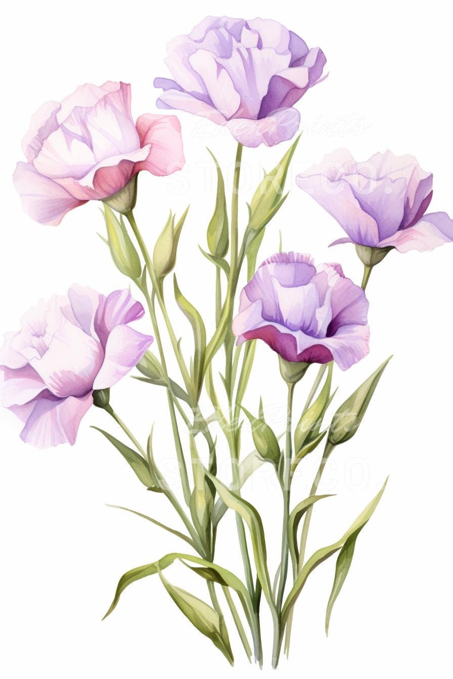 Lisianthus Floral Illustration Art Prints, Botanical Clipart